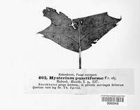 Image of Lophodermium punctiforme